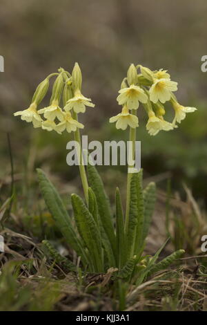 Oxlips, Primula elatior, blüht im Bergrasen im frühen Frühjahr. Frankreich. Stockfoto