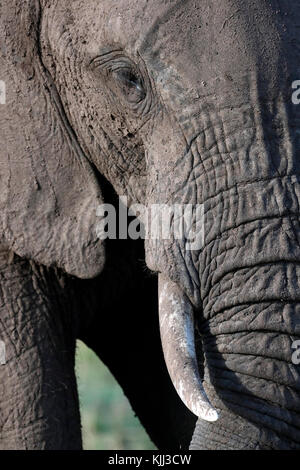 Afrikanischer Elefant (Loxodonta africana). Nahaufnahme der Amtsleitung und Lumb. Masai Mara Game Reserve. Kenia. Stockfoto