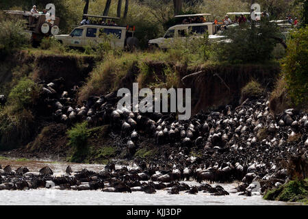 Herde von Migration der Gnus (connochaetes Taurinus) Kreuzung Mara River. Touristen beobachten die Migration. Masai Mara Game Reserve. Kenia. Stockfoto