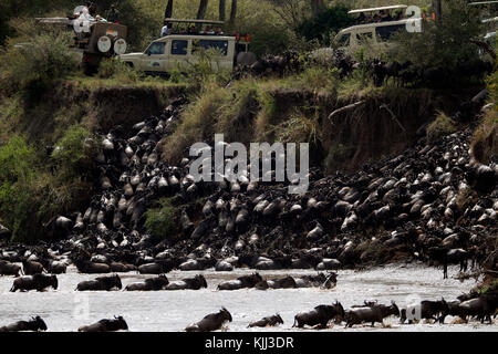 Herde von Migration der Gnus (connochaetes Taurinus) Kreuzung Mara River. Touristen beobachten die Migration. Masai Mara Game Reserve. Kenia. Stockfoto