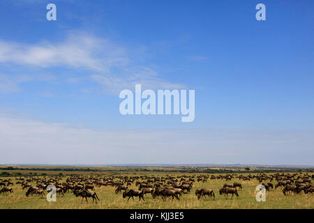 Streifengnu (connochaetes Taurinus) Herde Migration durch die Savanne. Masai Mara Game Reserve. Kenia. Stockfoto