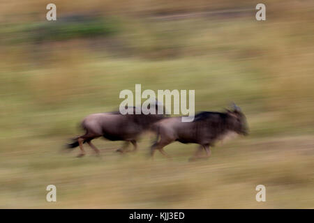 Motion Blur von 2 laufende Gnus (connochaetes Taurinus) im hohen Gras. Masai Mara Game Reserve. Kenia. Stockfoto