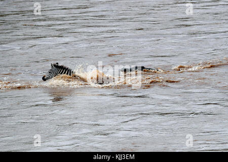 Nilkrokodil (Crocodylus niloticus) angreifenden Zebra. Masai Mara Game Reserve. Kenia. Stockfoto