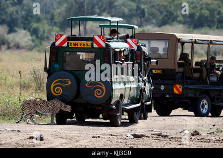 Gepard (Acinonyx jubatus) und Safari Fahrzeuge. Masai Mara Game Reserve. Kenia. Stockfoto