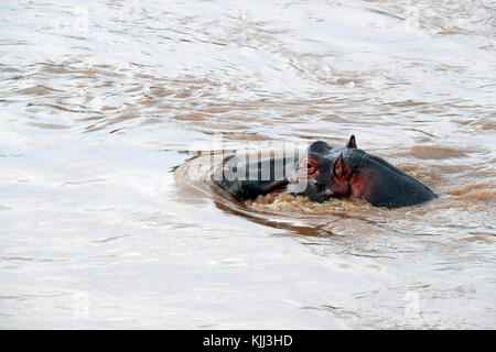 Hippopotamus amphibius (Hippopatamus) in Wasser. Masai Mara Game Reserve. Kenia. Stockfoto