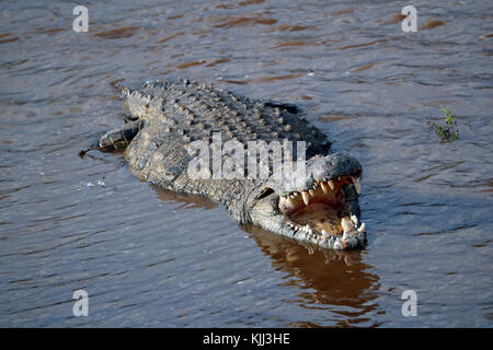 Nilkrokodil (Crocodylus niloticus) in Wasser. Masai Mara Game Reserve. Kenia. Stockfoto