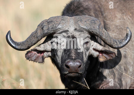 Die afrikanischen Büffel. Porträt. Masai Mara Game Reserve. Kenia. Stockfoto