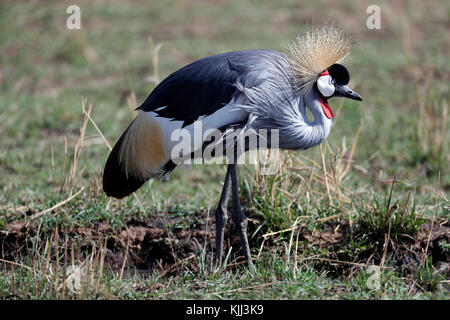 Grau gekrönt Kran (Balearica regulorum). Masai Mara Game Reserve. Kenia. Stockfoto