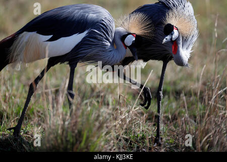 Graue Kraniche (Balearica regulorum gekrönt). Masai Mara Game Reserve. Kenia. Stockfoto