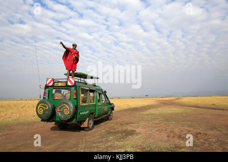 Masai Leitfaden für Spiel auf seinen Toyota Land Cruiser. Masai Mara Game Reserve. Kenia. Stockfoto