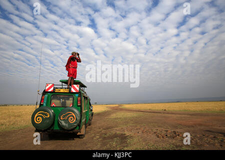 Masai Leitfaden für Spiel durch ein Fernglas auf seinen Toyota Land Cruiser. Masai Mara Game Reserve. Kenia. Stockfoto