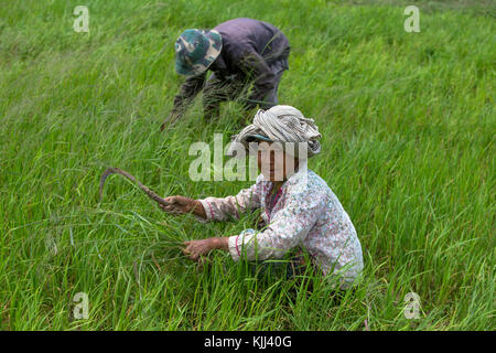 Die Bauern, die Roten Khmer in einem Reisfeld. Kambodscha. Stockfoto