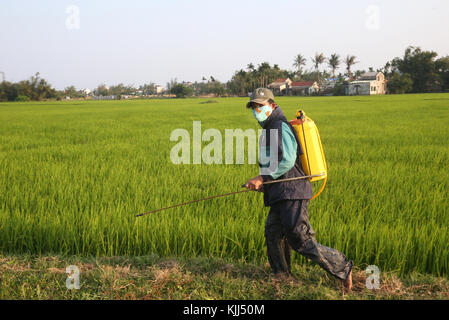 Vietnamesische Bauern bei der Arbeit in seinem Reisfeld. Das Sprühen von Pestiziden. Hoi An. Vietnam. Stockfoto