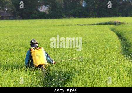 Vietnamesische Bauern bei der Arbeit in seinem Reisfeld. Das Sprühen von Pestiziden. Hoi An. Vietnam. Stockfoto