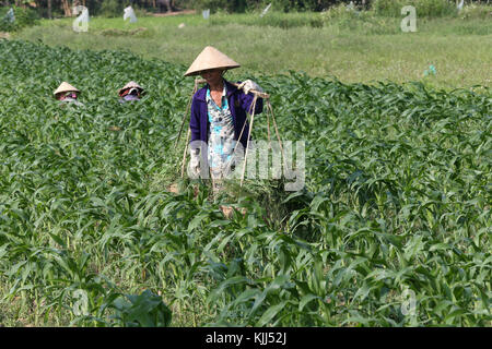 Vietnamesische Bauern Arbeiten in Maisfeldern. Hoi An. Vietnam. Stockfoto