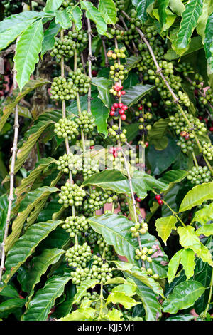 Kaffee Baum mit Kaffeebohnen auf Cafe Plantage. Kon Tum. Vietnam. Stockfoto