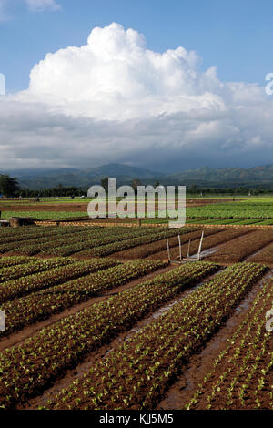 Landwirtschaftliche Felder. Kon Tum. Vietnam. Stockfoto