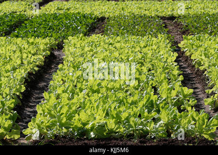 Landwirtschaftliche Felder. Salatköpfe ergeben sich aus dem Boden, um in der Sonne zu wachsen. Kon Tum. Vietnam. Stockfoto