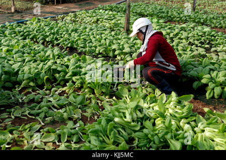 Vietnamesin arbeiten in einem Salat. Kon Tum. Vietnam. Stockfoto