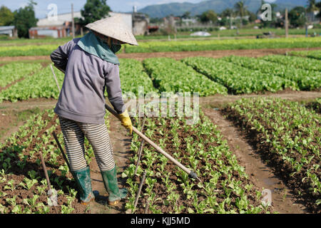 Vietnamesin arbeiten in einem Salat. Kon Tum. Vietnam. Stockfoto