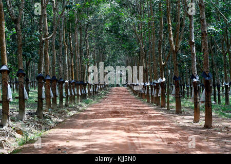 Gummibaum Plantage, Kon Tum. Vietnam. Stockfoto