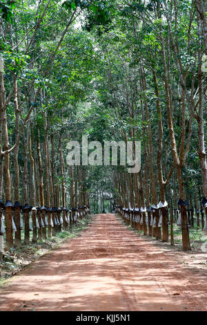 Gummibaum Plantage, Kon Tum. Vietnam. Stockfoto