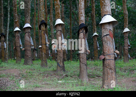 Gummibaum Plantage, Kon Tum. Vietnam. Stockfoto