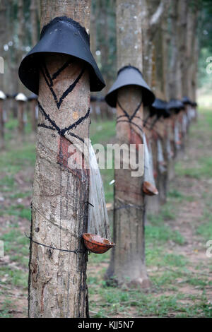 Gummibaum Plantage, Kon Tum. Vietnam. Stockfoto