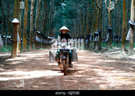 Gummibaum Plantage, Frau auf dem Motorrad mit Latex gesammelt. Kon Tum. Vietnam. Stockfoto