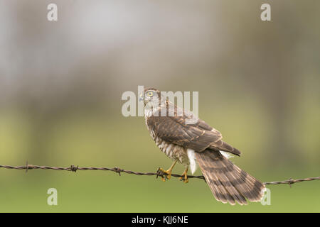 Sperber, accipiter Nisus, auf alten Stacheldrahtzaun thront, auf der Suche nach Beute, Ende Herbst in die Landschaft von Worcestershire. Stockfoto