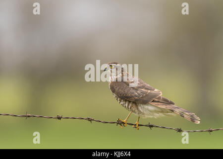 Sperber, accipiter Nisus, auf alten Stacheldrahtzaun thront, auf der Suche nach Beute, Ende Herbst in die Landschaft von Worcestershire. Stockfoto