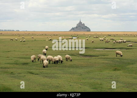 Viele Schafe in einer grünen Wiese essen Gras vor dem Mont Saint Michel im Hintergrund und ist ein sehr bekannter Ort in Frankreich. Stockfoto