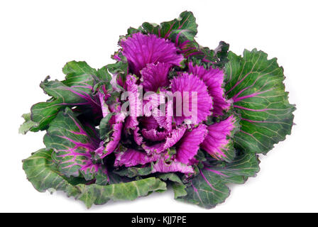 Grünkohl Kohl Knopfloch isoliert auf weißem Stockfoto