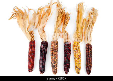 Cob corn indischen isoliert auf weißem Stockfoto