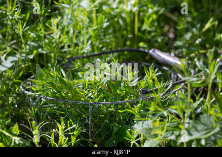 Kletten-Labkraut, Klett-Labkraut, Klettenlabkraut, Klettlabkraut, Klebkraut, Klettkraut, Ernte, in einem Korb, Galium aparine, Cleavers, Goosegrass Stockfoto