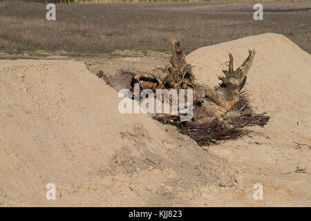 Lebensraum für zauneidechse durch Schafung von Steinhaufen, Legesteinhaufen und Totholz, Lesesteinhaufen, Totholzhaufen in einem Sandgebiet, Sand, so Stockfoto