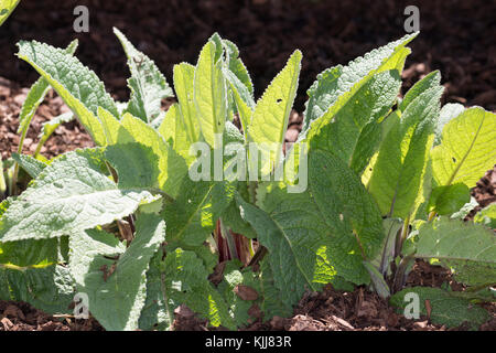 Windblumen-Königskerze, Windlicht-Königskerze, filzige Königskerze, Wollkraut, Blatt, Blätter vor der Blüte, Blattrosette, Königskerze, Verbascum phlo Stockfoto