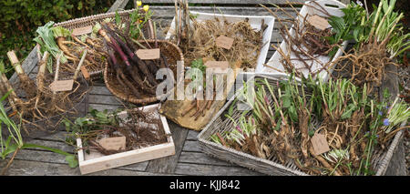 Wurzel-Ernte, Wurzelerte im Herbst, Wurzel, Wurzeln. Wurzel, Wurzeln, Wurzelstock. Baldrian, Echter Baldrian, Echter Arznei-Baldrian, Arzneibaldrian, Katz Stockfoto