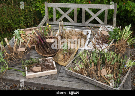 Wurzel-Ernte, Wurzelerte im Herbst, Wurzel, Wurzeln. Wurzel, Wurzeln, Wurzelstock. Baldrian, Echter Baldrian, Echter Arznei-Baldrian, Arzneibaldrian, Katz Stockfoto