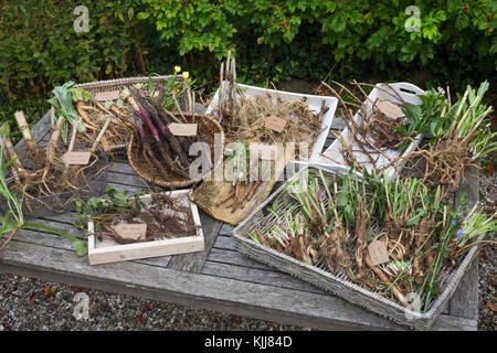 Wurzel-Ernte, Wurzelerte im Herbst, Wurzel, Wurzeln. Wurzel, Wurzeln, Wurzelstock. Baldrian, Echter Baldrian, Echter Arznei-Baldrian, Arzneibaldrian, Katz Stockfoto