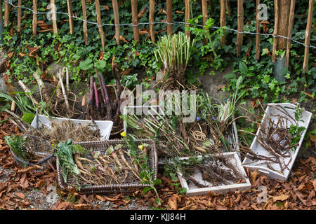 Wurzel-Ernte, Wurzelerte im Herbst, Wurzel, Wurzeln. Wurzel, Wurzeln, Wurzelstock. Baldrian, Echter Baldrian, Echter Arznei-Baldrian, Arzneibaldrian, Katz Stockfoto