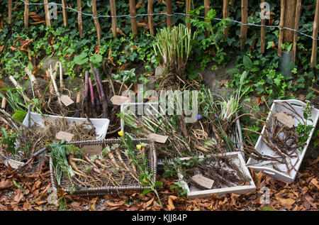 Wurzel-Ernte, Wurzelerte im Herbst, Wurzel, Wurzeln. Wurzel, Wurzeln, Wurzelstock. Baldrian, Echter Baldrian, Echter Arznei-Baldrian, Arzneibaldrian, Katz Stockfoto