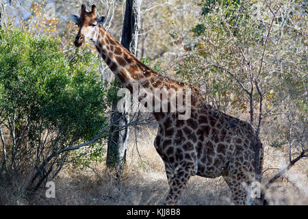 Südlichen Giraffe in Südafrika Stockfoto