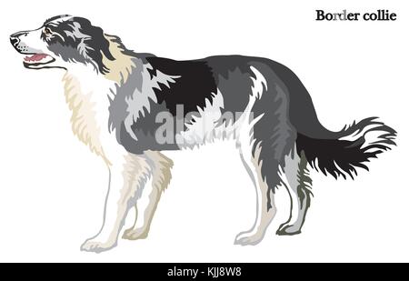 Portrait von ständigen im Profil hund Border Collie, Vektor bunte Abbildung auf weißem Hintergrund Stock Vektor