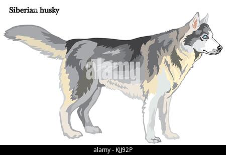 Portrait von ständigen im Profil hund Siberian Husky, Vektor bunte Abbildung auf weißem Hintergrund Stock Vektor