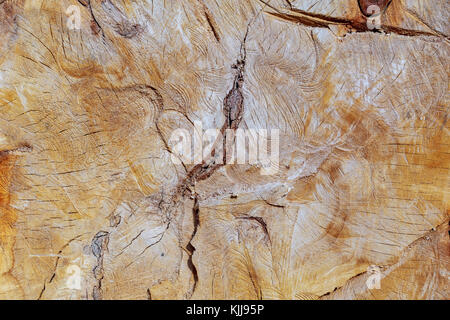 Holz Textur Holz Hintergrund Querschnitt der Walnussbaum. Full Frame als Hintergrund. Stockfoto