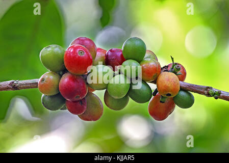 Nahaufnahme der Reifung und reif Kaffeebohnen in Werk in Kerala, Indien wächst Stockfoto