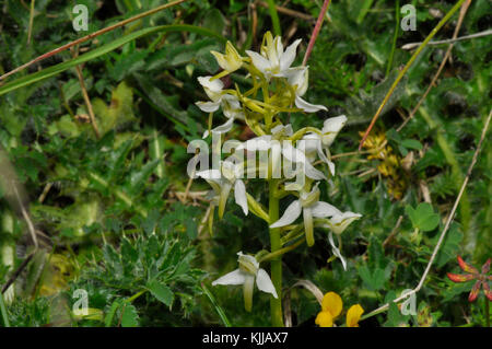 Kleine Schmetterlingsorchidee 'Platanthera bifolia' wächst aus nächster Nähe auf kalkhaltigen Böden; blüht von Mai bis Juli, weit verbreitet in Großbritannien. Hampshire Woodland Stockfoto