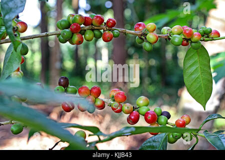 Trauben von organischen Reife und Reifung Bohnen Kaffee Anlage bereit für die Ernte in einer Farm in Kerala, Indien Stockfoto