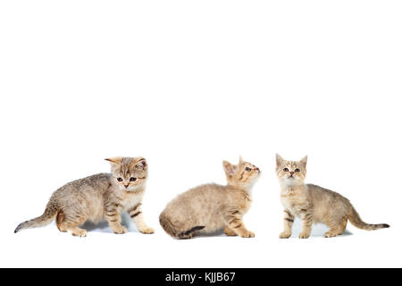 Drei kitten Scottish Straight collage Banner mit Kopie Raum mit Platz für Text auf weißem Hintergrund isoliert. Stockfoto